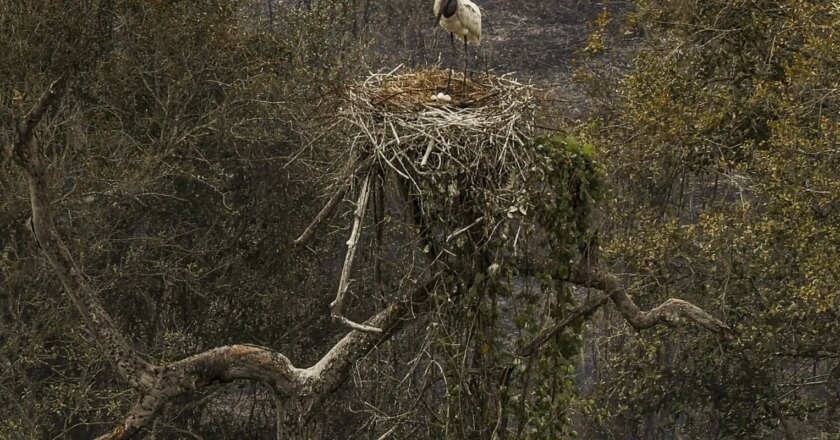 Biólogos minimizam sofrimento de fauna ameaçada pelo fogo no Pantanal