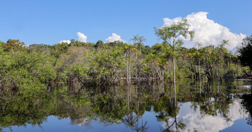 Cientistas desenvolvem tecnologia para desvendar florestas tropicais