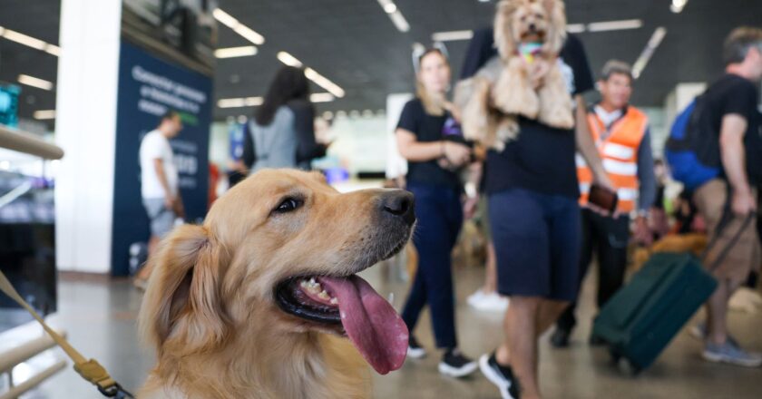 Convívio com animais traz benefícios à saúde física e mental do tutor