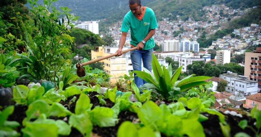 Nova lei pretende estimular a produção de alimentos nas cidades