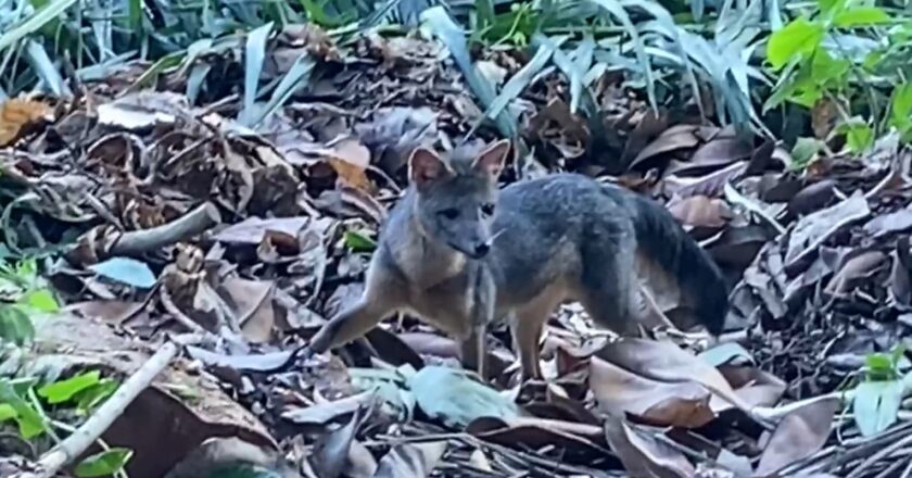 Rio de Janeiro: cachorro-do-mato faz visita diurna ao Parque Lage