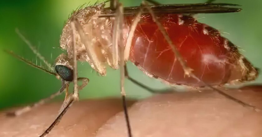 Opas eleva risco de febre do Oropouche nas Américas para alto