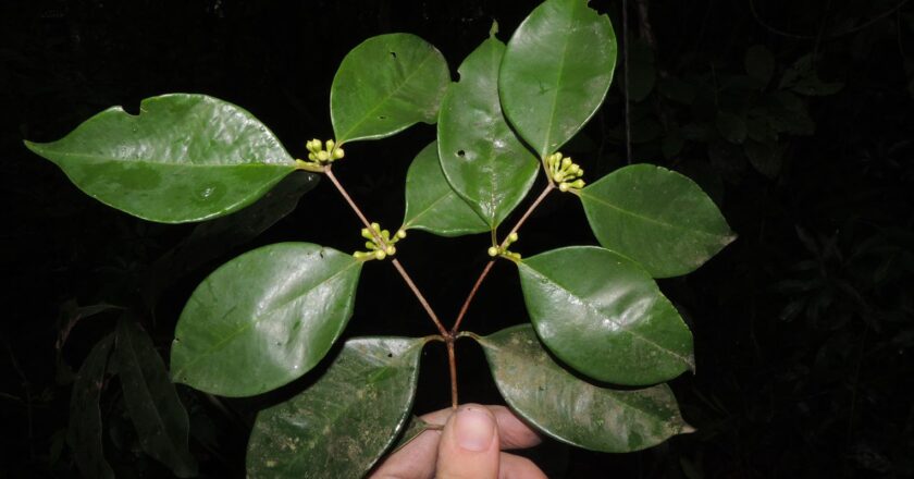 Pesquisadores do Jardim Botânico descobrem árvore rara no Rio