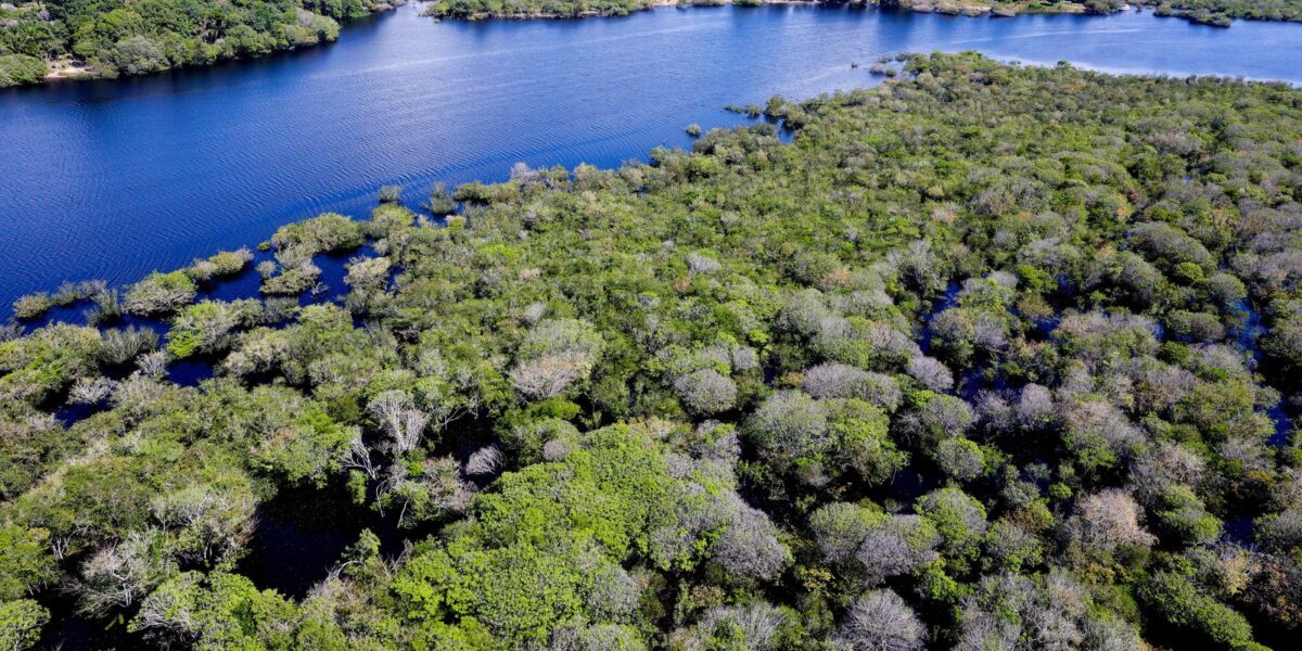 Saiba como títulos verdes possibilitam reflorestamento na Amazônia