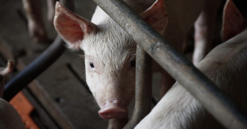 EXPORTAÇÕES BRASILEIRAS DE CARNE SUÍNA CRESCEM 4,7% EM AGOSTO