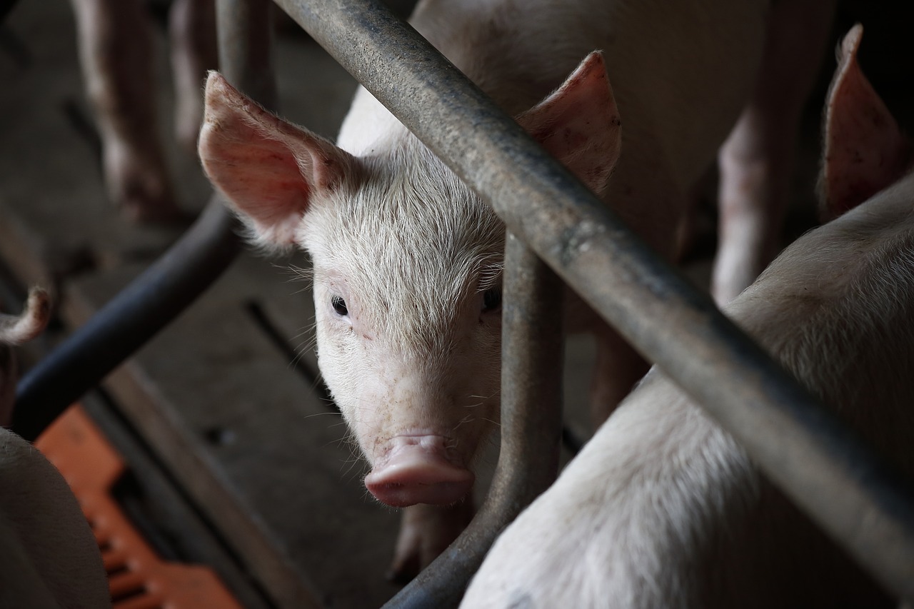 EXPORTAÇÕES BRASILEIRAS DE CARNE SUÍNA CRESCEM 4,7% EM AGOSTO