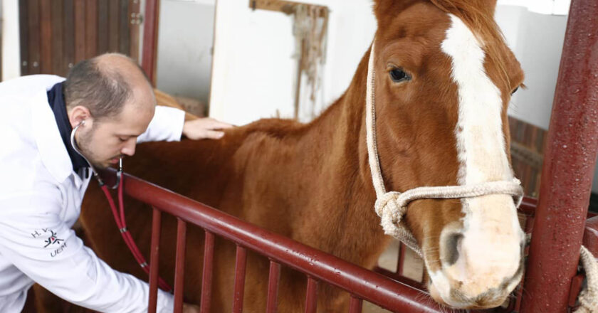 Hospital Veterinário da UEM completa 20 anos com mais de 16 mil atendimentos