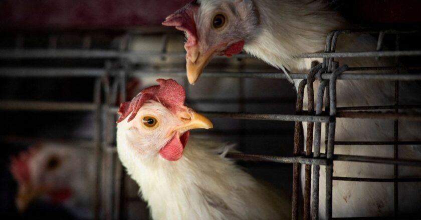 Goiás confirma 1º caso de gripe aviária em galinhas criadas em quintal