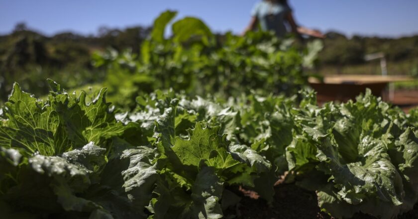 Parceria destina R$ 299 milhões para agricultura familiar na Bahia