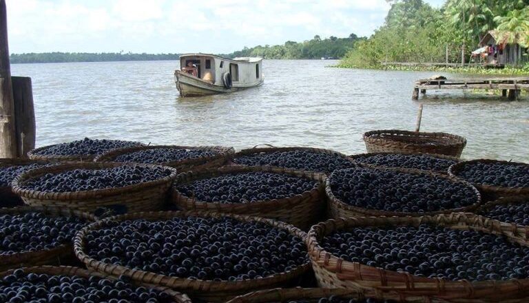 Projeto cria programa de incentivo à produção e à exportação de açaí – Notícias