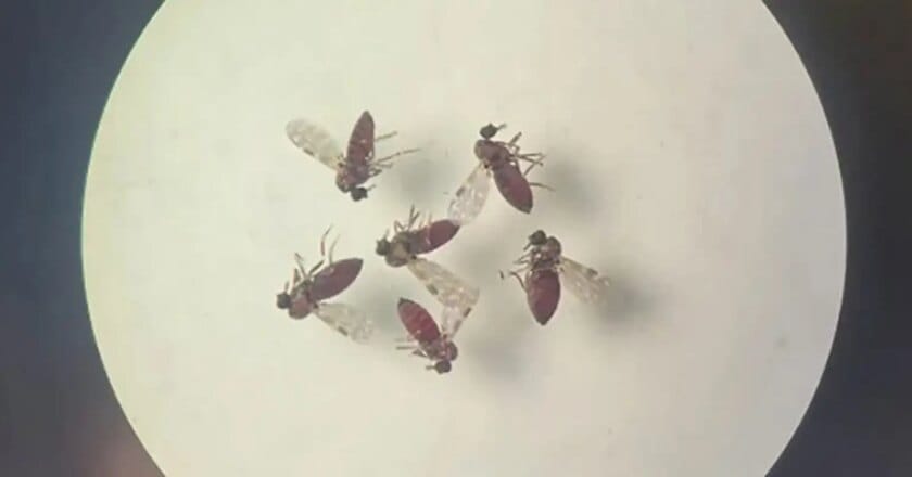 Brasil confirma primeras muertes globales por fiebre de Oropouche