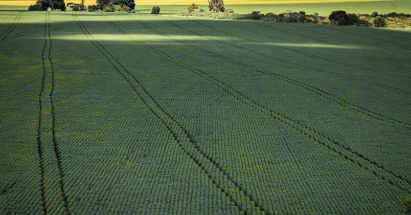 Berço das águas, Cerrado recebe 600 mi de litros de agrotóxico por ano