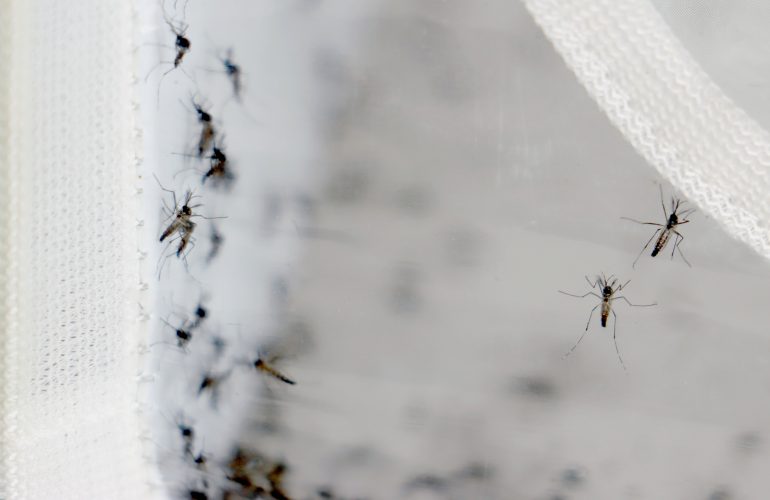 Casos de dengue em Londrina caem 90% em relação a 2024