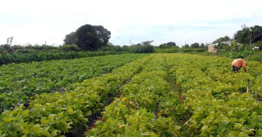 Plantas bem cuidadas alimentam melhor e ajudam o clima, diz movimento