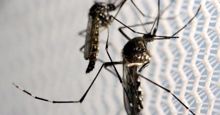 Dengue cresce no Rio; cinco municípios têm situação epidêmica