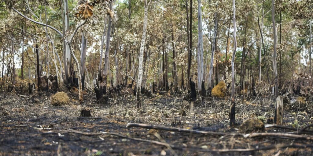Ano de 2025 é quinto com maior área atingida por queimadas até agosto