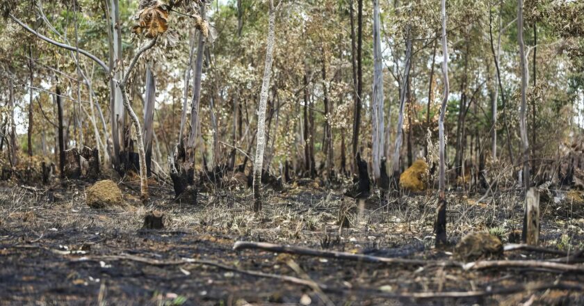 Combate ao desmatamento no Cerrado exige plano específico, alerta WWF
