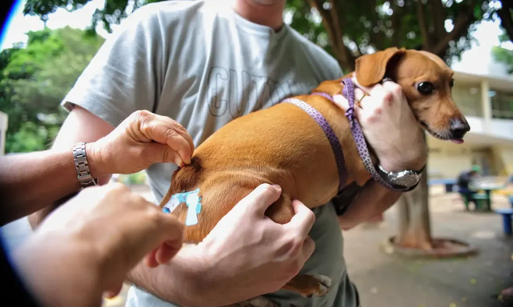 Brasil completa 10 anos sem casos de raiva humana transmitida por cães