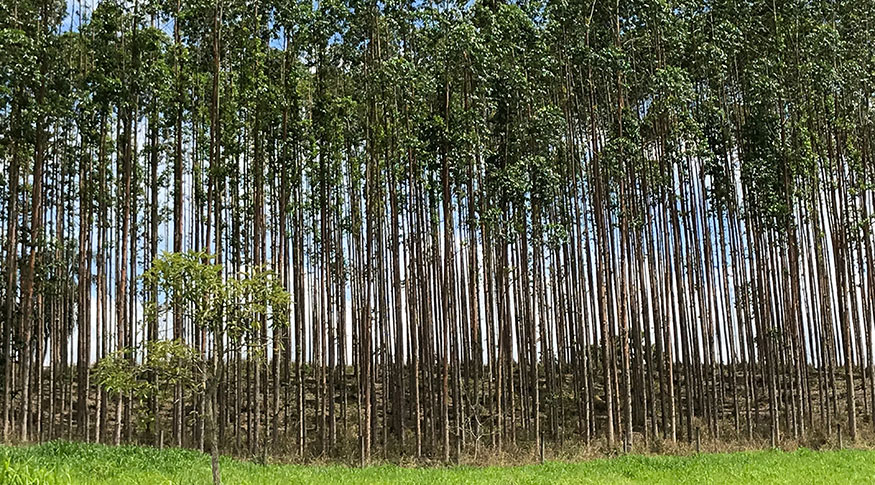 Em 2024, plantar árvores teve mais retorno financeiro do que abatê-las, diz IBGE