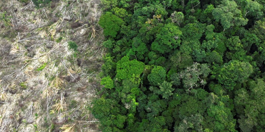 Em 40 anos, Amazônia perdeu área de vegetação do tamanho da França