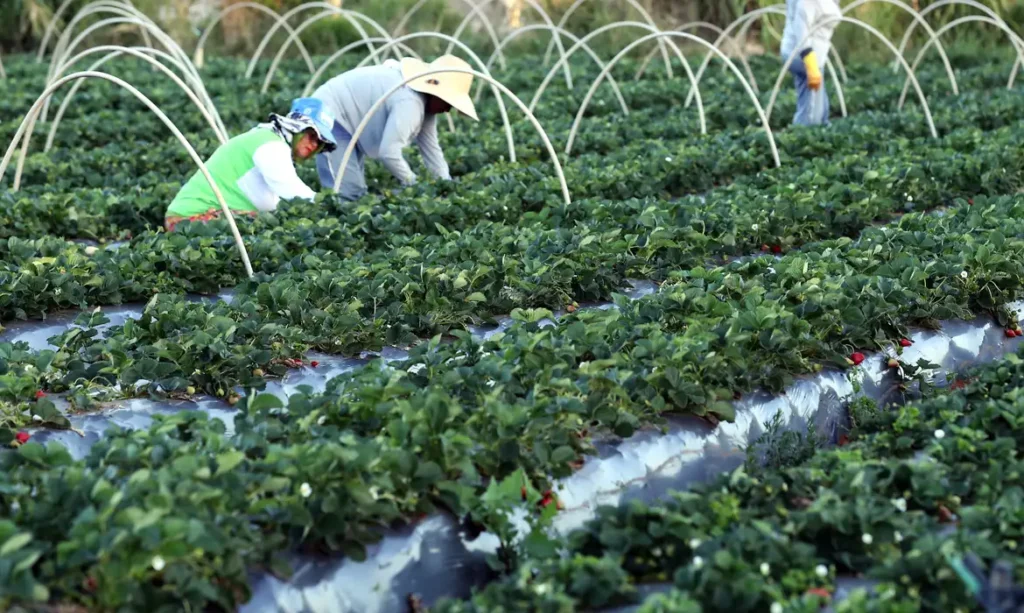 Governo do Brasil protege agricultura familiar de tarifaço e fortalece estoques