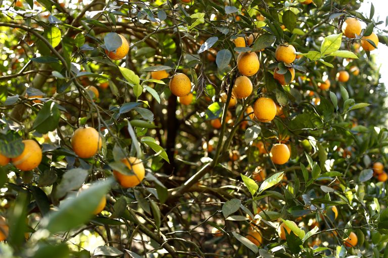 Agropecuária - plantações - laranja laranjal cítricos frutas