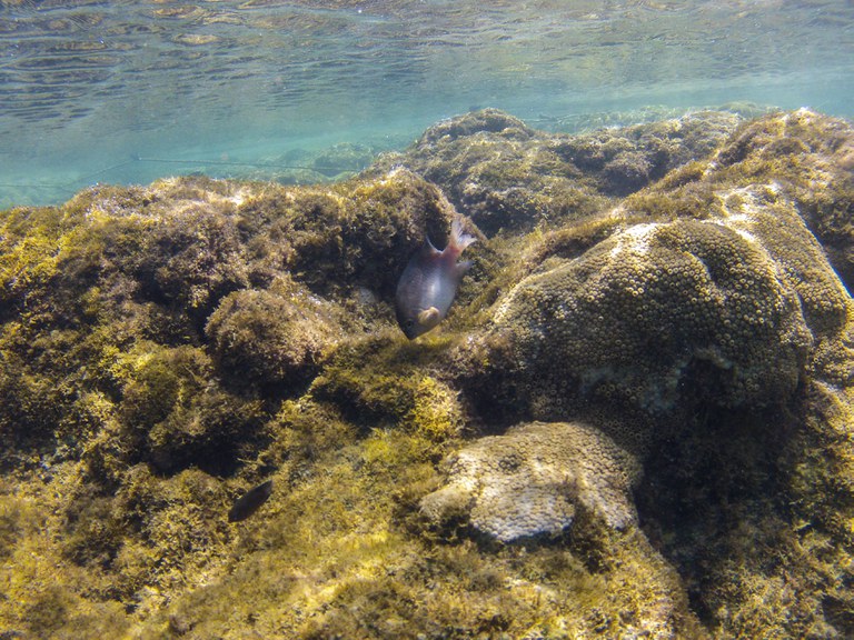 Mudanças climáticas ameaçam os recifes de coral do Brasil