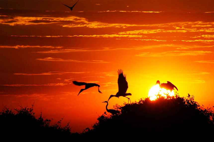 Proposto pelo Senado, Estatuto do Pantanal vai à sanção