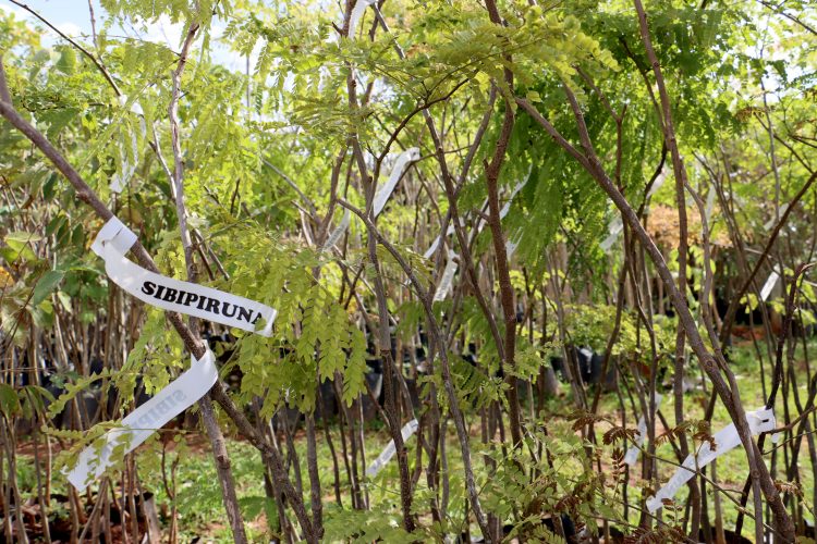 Sema e projeto Ruar promovem doação de mudas e celebram a primavera neste domingo (14)