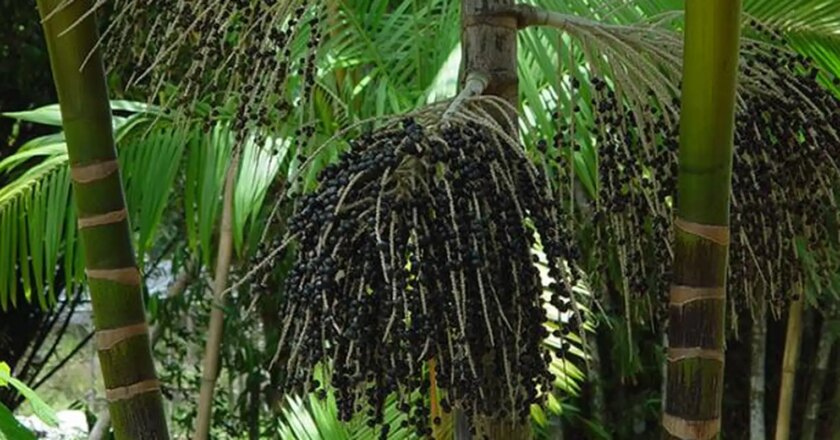 La Amazonía tendrá US$ 250 millones más para proyectos de bioeconomía