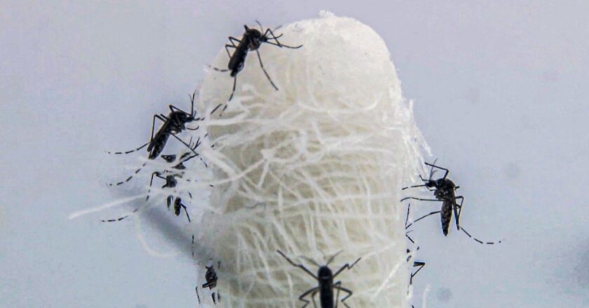 Brasil ultrapassa 5 milhões de casos prováveis de dengue
