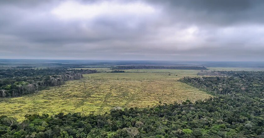 Brasil perdió el 15% de sus bosques naturales en casi 40 años