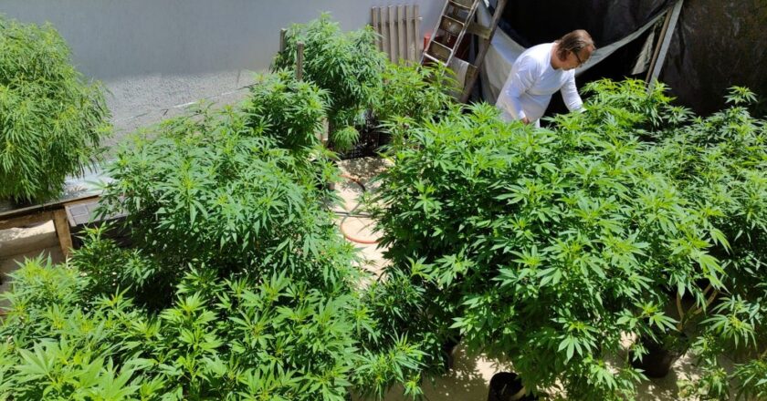 Liberação da cannabis no Uruguai manteve privilégios e exclusões