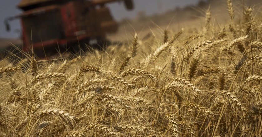 Brasil prevé cosecha récord de 293,6 millones de toneladas para 2023