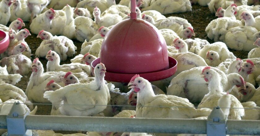 Argelia abre mercado a la carne de pollo brasileña
