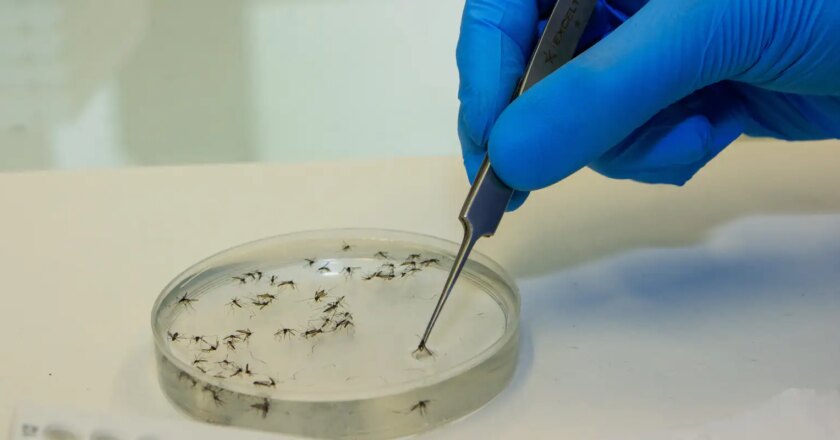 Río libera nuevos mosquitos utilizados para combatir el dengue