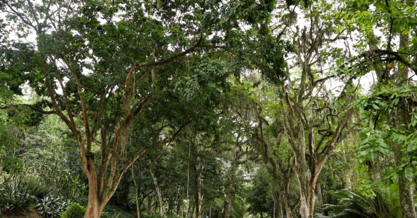 Jardim Botânico planta mudas de cinco espécies em Dia do Ambiente