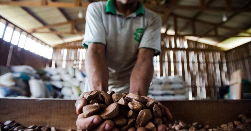 Extrativistas querem que produtos tenham chancela de povo amazônico