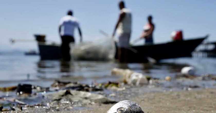 Baía de Guanabara tem neste sábado um dia de limpeza