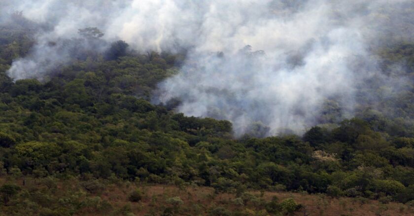 Ibama cria plataforma para acompanhar recuperação ambiental