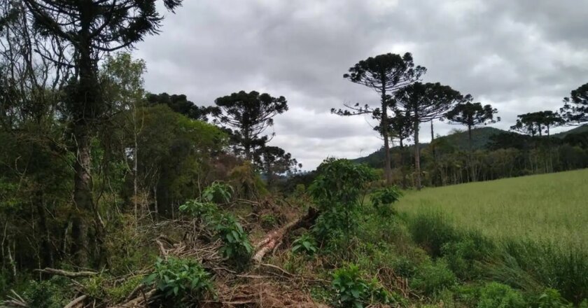 Mata Atlântica perdeu 48,6 mil hectares em dez meses, aponta relatório