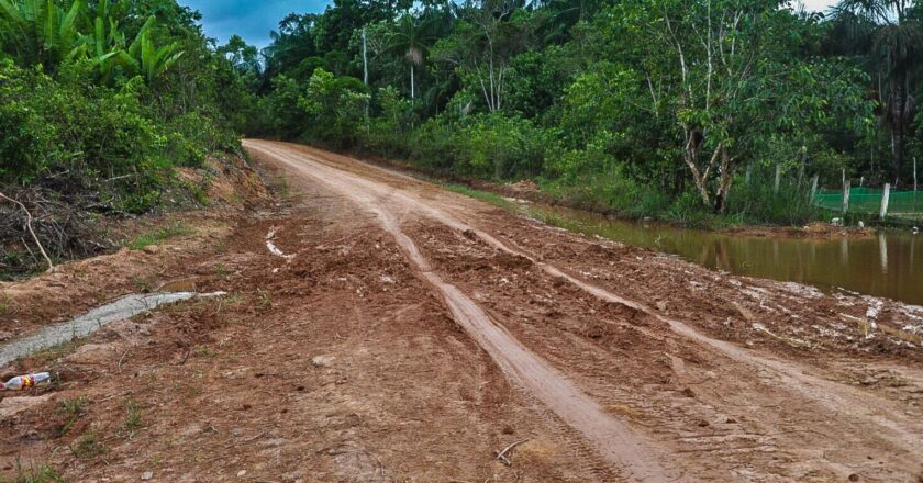 Ambientalistas denunciam desmatamento às margens de rodovia amazônica