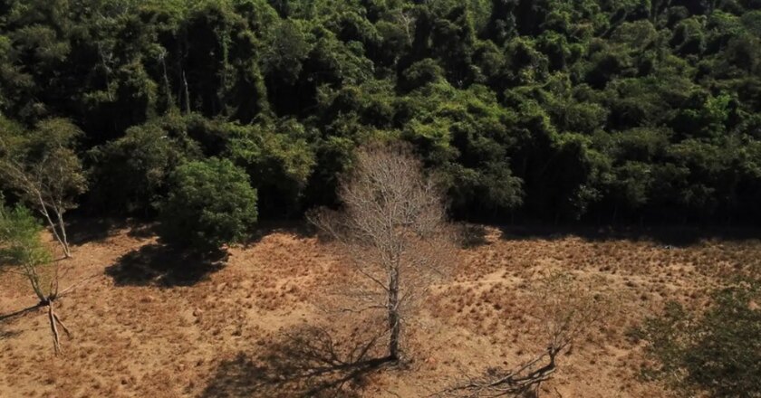 Amazonia: Se reducen un 33% las alertas de deforestación