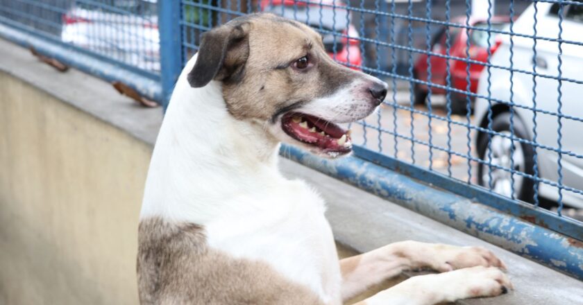 Brasília ganha delegacia de repressão a crimes contra animais