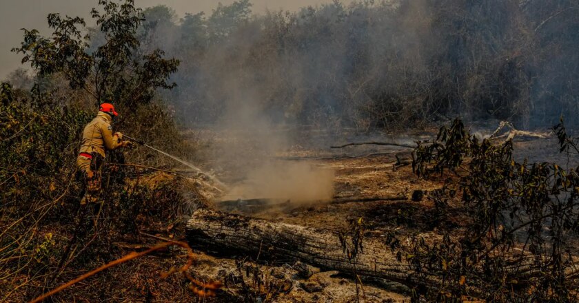 Brazil witnesses loss of 2.15 million hectares due to fires