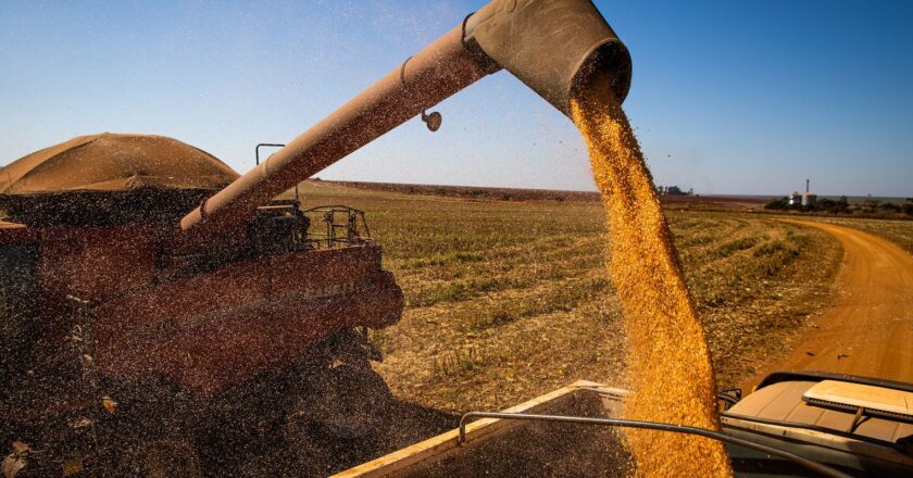 Otras 90 empresas brasileñas autorizadas a vender maíz a China