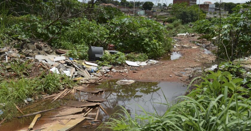 Universidade de Brasília faz pesquisas para controlar Aedes aegypti