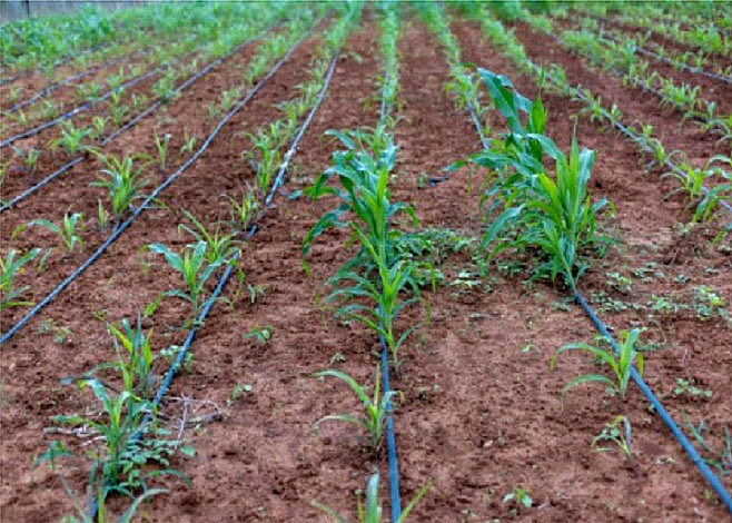 Água do São Francisco impulsiona produção e renda em comunidades reassentadas