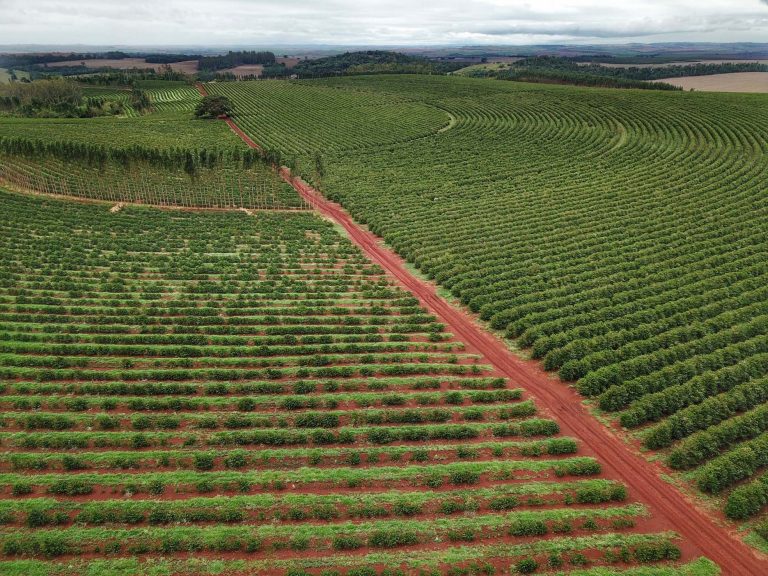 Agropecuária - Plantações - Cafezal - plantação - café - plantação de café do Norte do Estado do Paraná
