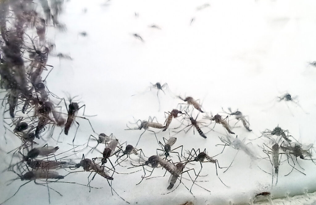 Casos de dengue mantêm estabilidade em Londrina